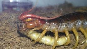 沙鼠吃瓜吗,揭秘它们是否吃瓜