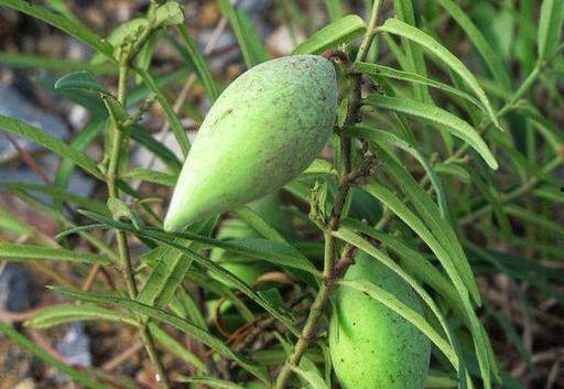 瓢瓜怎么吃减肥,轻松享瘦的秘密武器