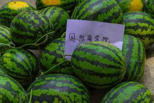 朋友发的吃瓜,一场视觉与心理的盛宴