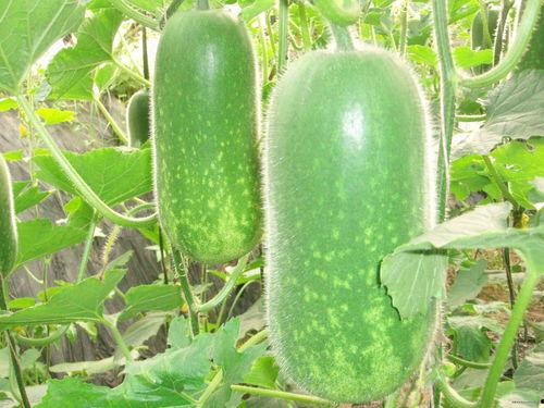 吃瓜usdc,数字货币界的“瓜王”崛起之路