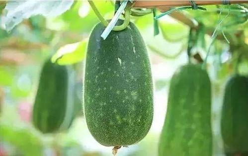 吃的瓜种瓜,从吃的瓜种瓜，揭秘食物链中的奇妙循环