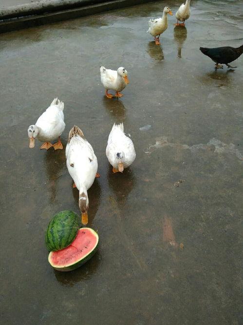 大鸭子吃瓜,一场与瓜果的欢乐邂逅